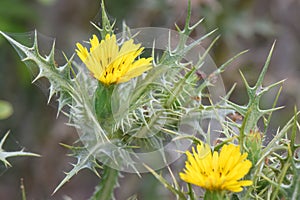 Spotted golden thistleÂ , Scolymus maculatus, yellow flower